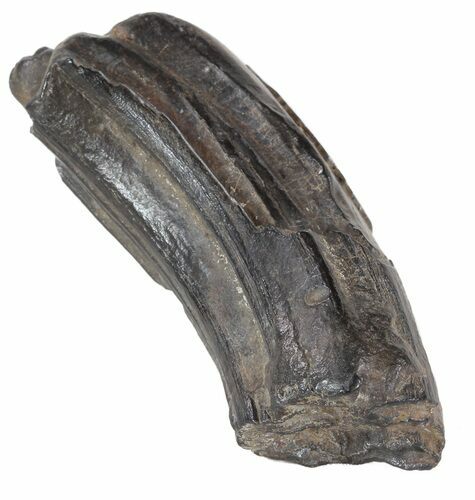 Pleistocene Aged Fossil Horse Tooth - Florida #53185